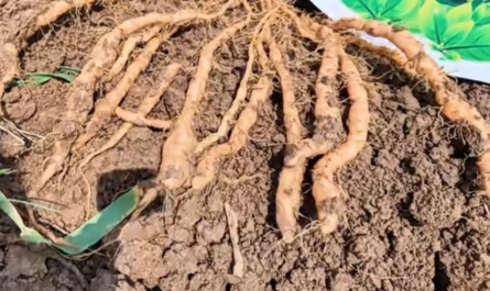 root king